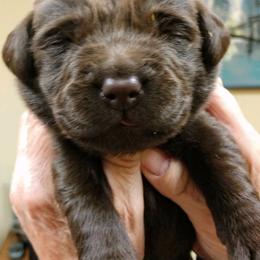 Labrador Retriever Puppies from Balewater Labradors