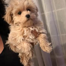 Lady Kali-Pink Collar - Apricot female Maltipoo puppy in Southern,, California from Maltipoo Tiny Pups & More
