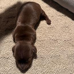 Sonny - Chocolate and tan male Dachshund puppy in Birchtree, Missouri from Cruzan Dachshunds