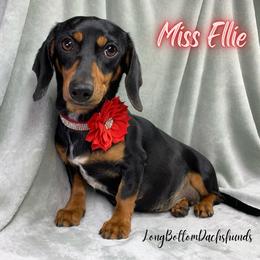 Miss Ellie - Dachshund