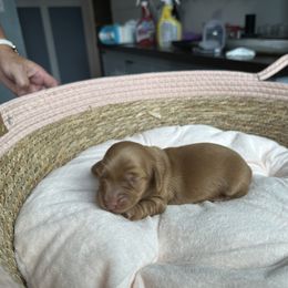 Duke - Red male Dachshund puppy in Tampa, Florida from Crosbys Doxies