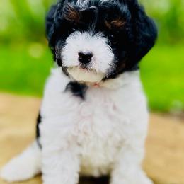 Honey - Tri-color female Cavapoo puppy in Arlington, Washington from Golden Vista Dogs LLC