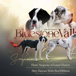 Great Dane puppies from Bluestone Valley Great Danes