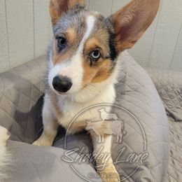 American Corgi All Grown Up from Shadey Lane Corgis