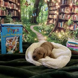 Pippi - Red  female Goldendoodle puppy in Rocklin, California from FurEver Yours Goldendoodles
