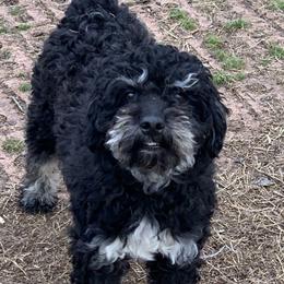 Gale - Aussiedoodle