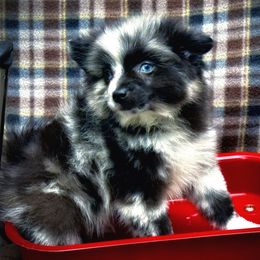 Merle Girl - Blue merle female Pomeranian puppy in Inverness, Florida from Pompadorable Poms