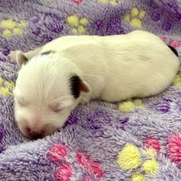 Yorkshire Terrier puppies from Angel Spun Yorkies