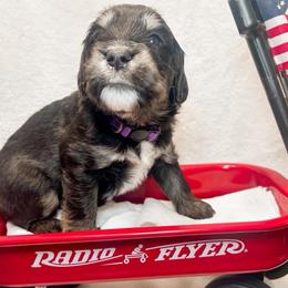 Nala (Purple) - female Golden Mountain Doodle puppy in Boiling Springs, South Carolina from OlliePups, LLC