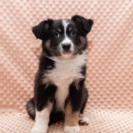 Juniper - Black tri female Miniature Australian Shepherd puppy in Lacombe, Louisiana from Indigo River Aussies