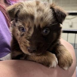 Kai (Red Merle 1-NBT) - Red merle male Australian Shepherd puppy in Archie, Missouri from Beachin' Aussies