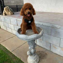 Maverick - Poodle