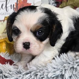 Fika - Tri-color male Cavalier King Charles Spaniel puppy in Stilwell, Oklahoma from Love Bug Cavaliers