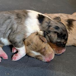 Aussiedoodle Puppies from Ridgeview Aussiedoodles
