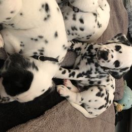 Dalmatian Puppies from Revere Dalmatians