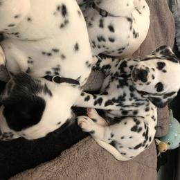 Dalmatian Puppies from Revere Dalmatians