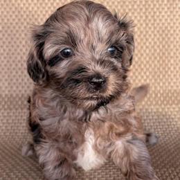 Candy hearts - Merle female Goldendoodle puppy in Point, Texas from Tiny Paws Goldendoodles