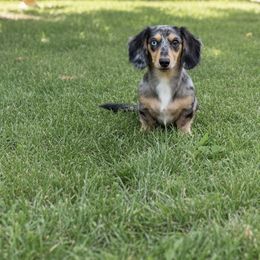Louie - Dachshund