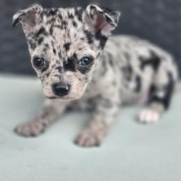 Roxy - Blue merle female Chihuahua puppy in Plainfield, Indiana from Abby's Pampered Pooches