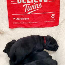 Working Dog Cross Puppies from Happy Hartz