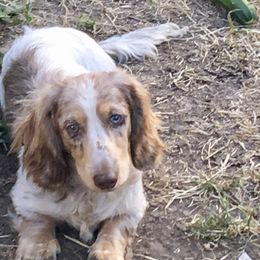 Dachshund Puppies from Alpine Meadow Dachshunds