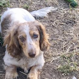 Dachshund Puppies from Alpine Meadow Dachshunds