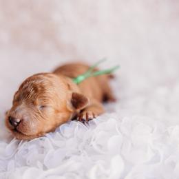 Green - Red  male Poodle puppy in Las Vegas, Nevada from Vegas Toy Poodles