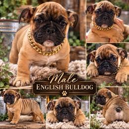 Little Frankie - Fawn and brindle male Bulldog puppy in Seattle, Washington from mama Myra bulldogs