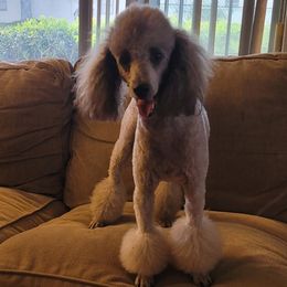 Gigi - Poodle