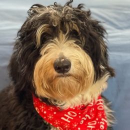 Sasha - Bernedoodle