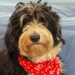 Sasha - Bernedoodle