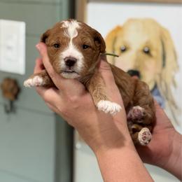 Shania - Red  female Goldendoodle puppy in Wharton, Texas from Little Fur Friends