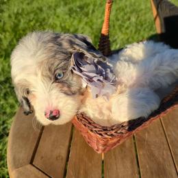 PoppySeed Princess - Merle female Goldendoodle puppy in Harrisonburg, Virginia from Curlytail Doodles