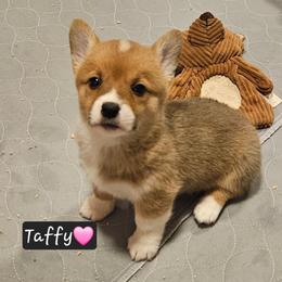 Taffy - Red female Pembroke Welsh Corgi puppy in Frontenac, Kansas from Holloway Corgis
