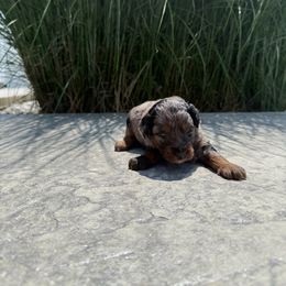 SPARKY - Blue merle male Aussiedoodle puppy in Sharpsburg, Georgia from Steindoodles