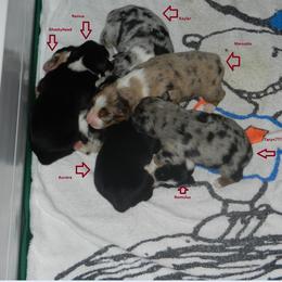 Australian Shepherd Puppies from RyCharlian Oaks