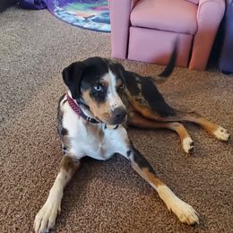 Catahoula Leopard Dog Puppies from ZM Catahoulas
