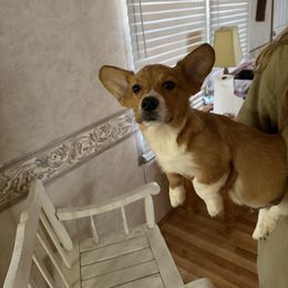 Big Boy - Red male Pembroke Welsh Corgi puppy in Abbeville, South Carolina from Chaotic Corgi’s