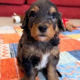 Luca - Blue merle male Bernedoodle puppy in Dundee, Ohio from Down Home Doodle