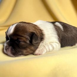 AKC-Adrian - Red and white female Shih Tzu puppy in Mooresville, North Carolina from Juji Shih Tzu