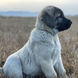 Crimson Boy - Fawn male Anatolian Shepherd Dog puppy in Kalispell, Montana from Wild Rooster Family Farm (AKC Anatolians OFA Hips Tested)