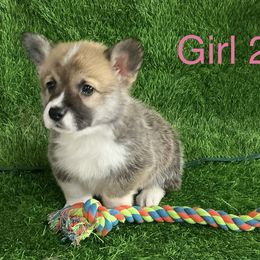 Girl 2 - Red female Pembroke Welsh Corgi puppy in Moulton, Alabama from Reed's Pembroke Corgi Welsh