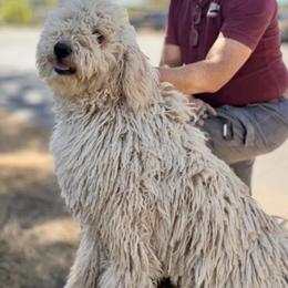 Komondor puppies from Tatties Ranch