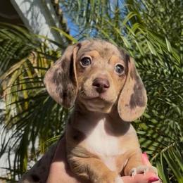 Chip - Dapple male Dachshund puppy in Corona, California from M & M Doxies