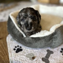 Boy 1 - Merle Goldendoodle puppy in Bradenton, Florida from Doodle Acres