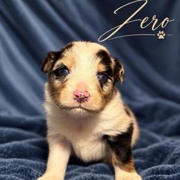 Zero - Blue merle male Australian Shepherd puppy in Vacaville, California from Cowtown Aussies