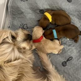 Morkie puppies from Pawsitive Paws🐾