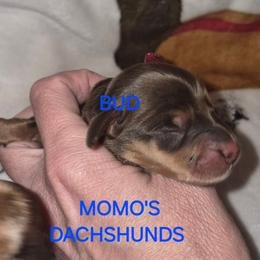 BUD - Chocolate and cream male Dachshund puppy in Antlers, Oklahoma from MoMo's Dachshunds
