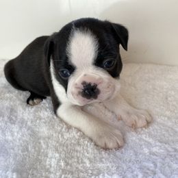 Pablo Jr. AKC - Boston Terrier puppy from Boston Kup Breeders