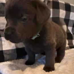Rocky- Light Blue - Charcoal male Dilute Retriever puppy in Marion, Illinois from Summer Lovin’ Labradors of Southern Illinois